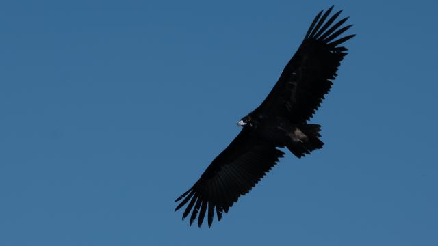 black vulture