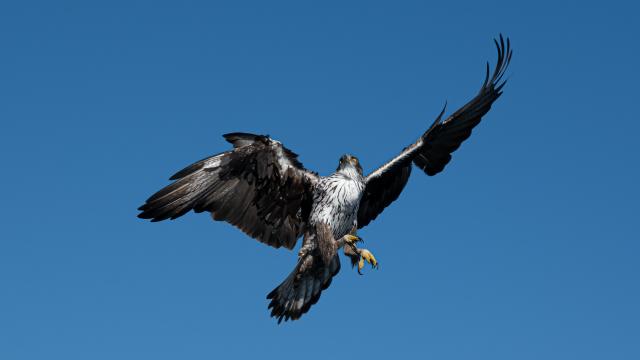 Bonelli's Eagle