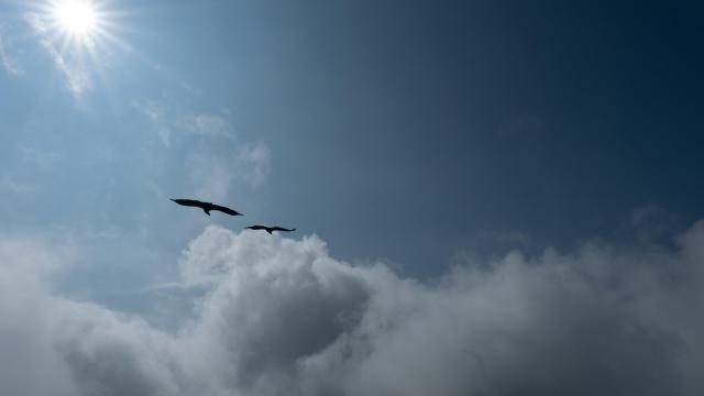 Himalayan vultures fly over the clouds