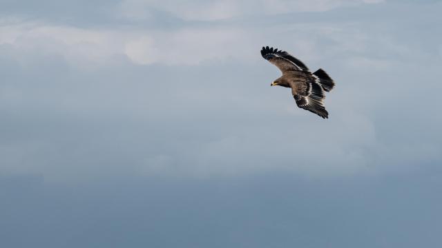 Aigle des steppes